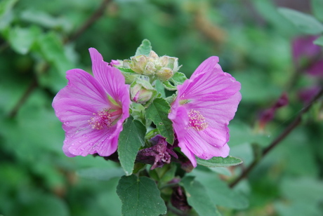 Lavatera