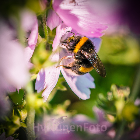 160718 Bloem-hommel-Achtertuin-0993