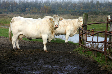 Koeien bij Lauwersoog