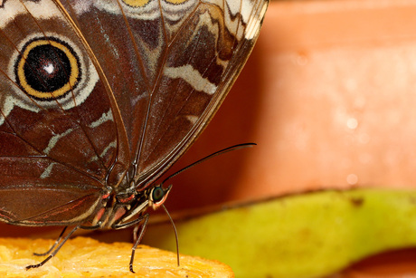 Uilvlinder - Caligo eurilochus