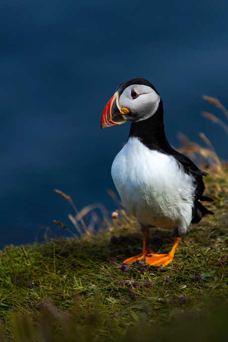 Puffin