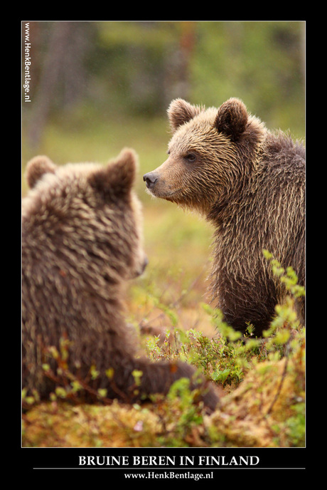 Finland: Tweeling beren