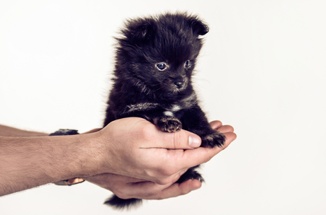 Sweet little pomeranian ♡.