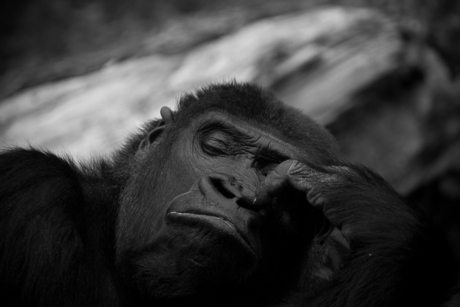 Gorilla in Burgers ZOO