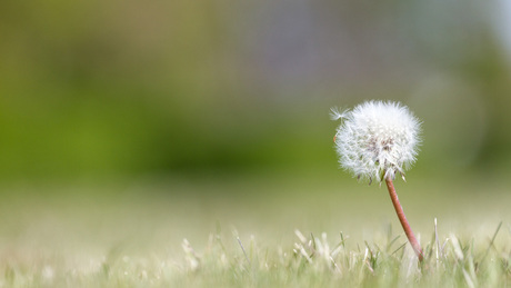 Paardenbloem