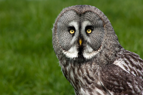 Laplanduil (Strix nebulosa)