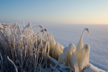 Frozen swan