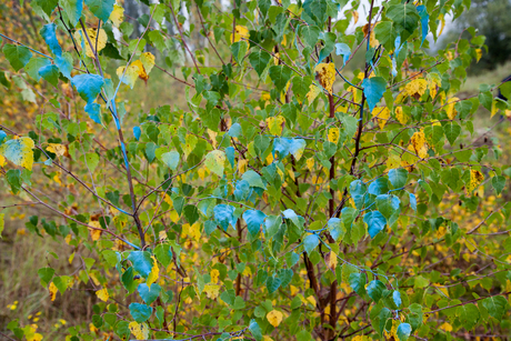 Blauwe bladeren