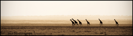 Giraffe Panorama