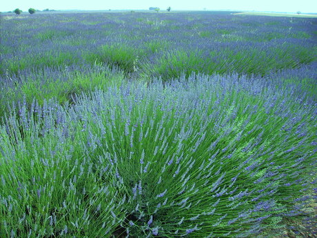Lavendel-velden