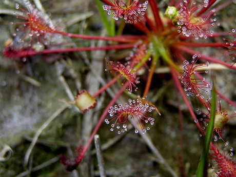 30 vs kleine Zonnedauw drosera intermedia .jpg