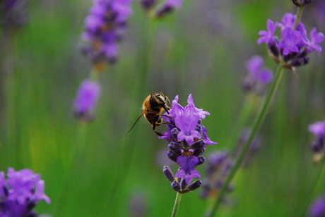 Werken in de natuur