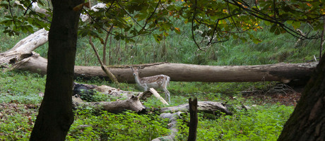 Amsterdamse waterleiding duinen