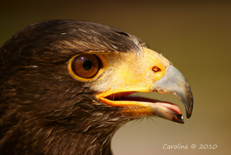 Buizerd