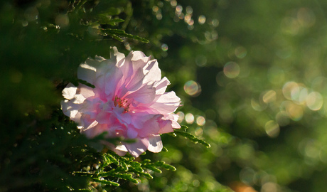 prunus bloesem