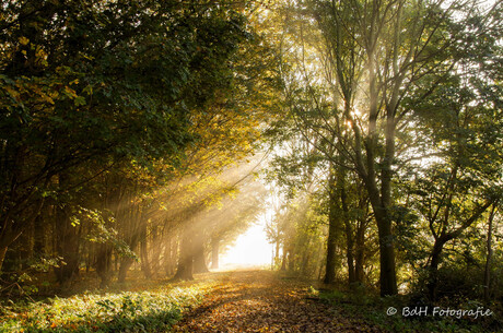 Herfstlicht