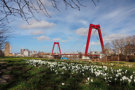 Lente in Rotterdam 1