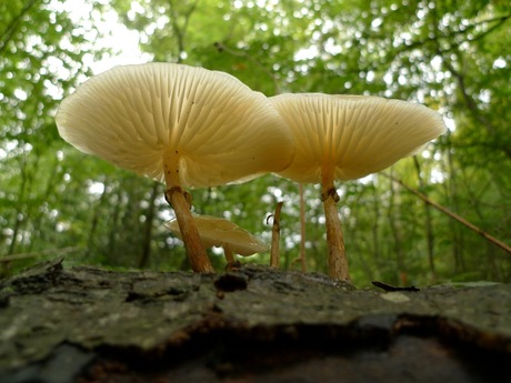 paddenstoelen