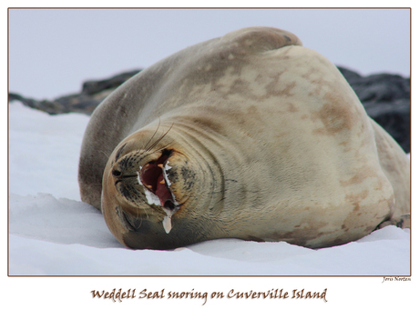 Snurkende zeehond