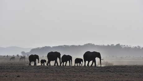 Olifanten in Amboseli NP