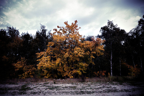 Een bos bomen