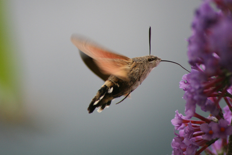 Kolibri vlinder