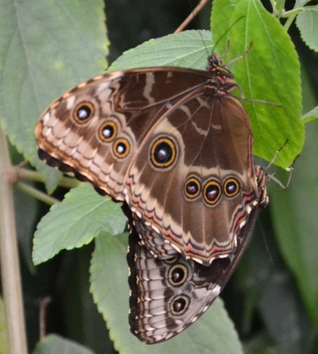 Vlinder bruin met ringen.jpg