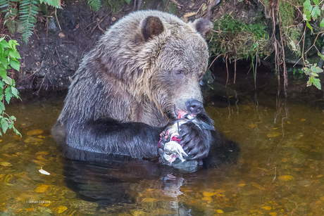 Canada grizzly zalm beer