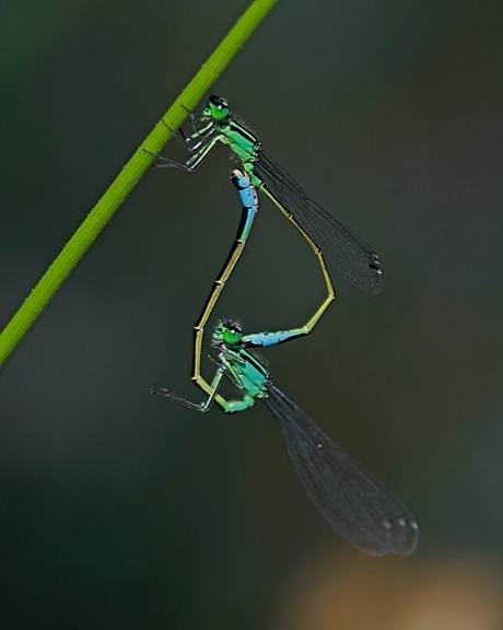 2018-08-04_4531--Juffertje-