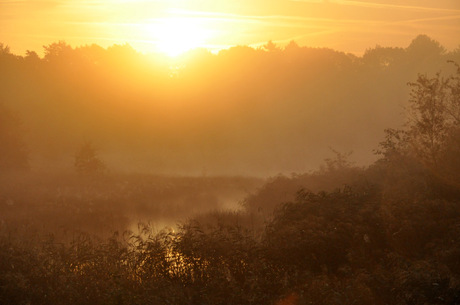 ochtend zon in de mist