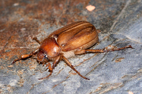 Junikever (Amphimallon solstitiale)