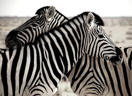 Zebra's in Etosha, Namibië