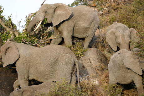 Berg olifanten Serengeti NP