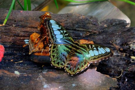 Butterfly Farm 1