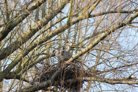 Reiger koppel, in het nest