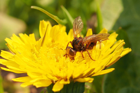 Blaaskopvlieg Roestbruine kromlijf