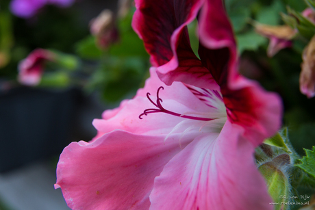 Het hart van een geranium