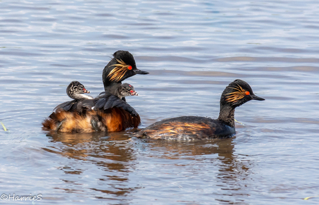 samen varen.