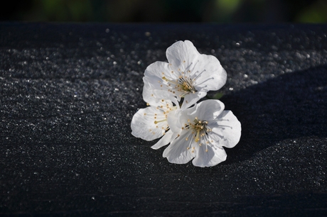 Bloesem van kersenboom