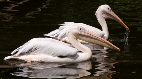 lekker in het water