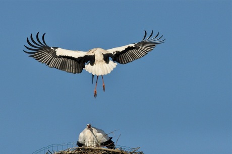 voorjaar In Frankendael