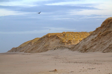 Texel 33