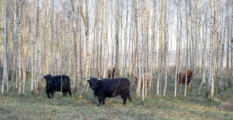 koeien in het bos