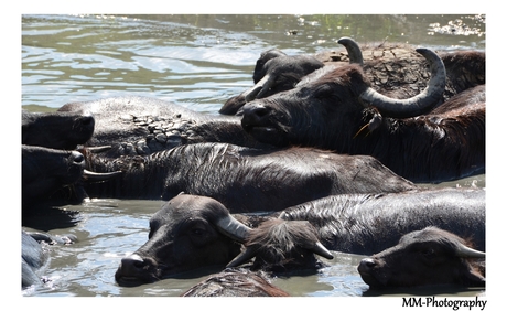 Buffels uit de 'oude' doos