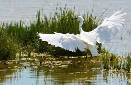 landende reiger.jpg