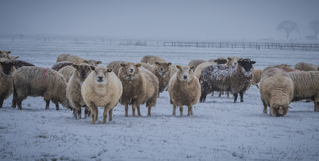 Nieuwschierige schapen in de sneeuw