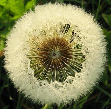 Paardenbloem