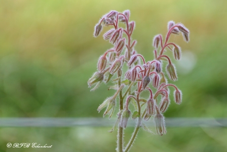 Borago