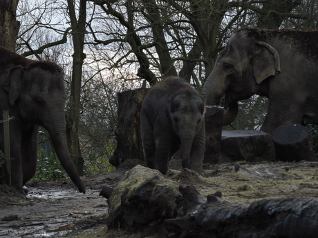 papa,mama,baby olifant