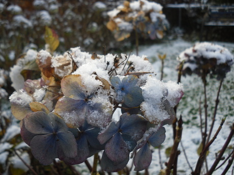 bloemen met sneeuw